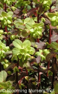 Euphorbia amygdaloides 'Rubra'                     Euphorbia amygdaloides 'Rubra'